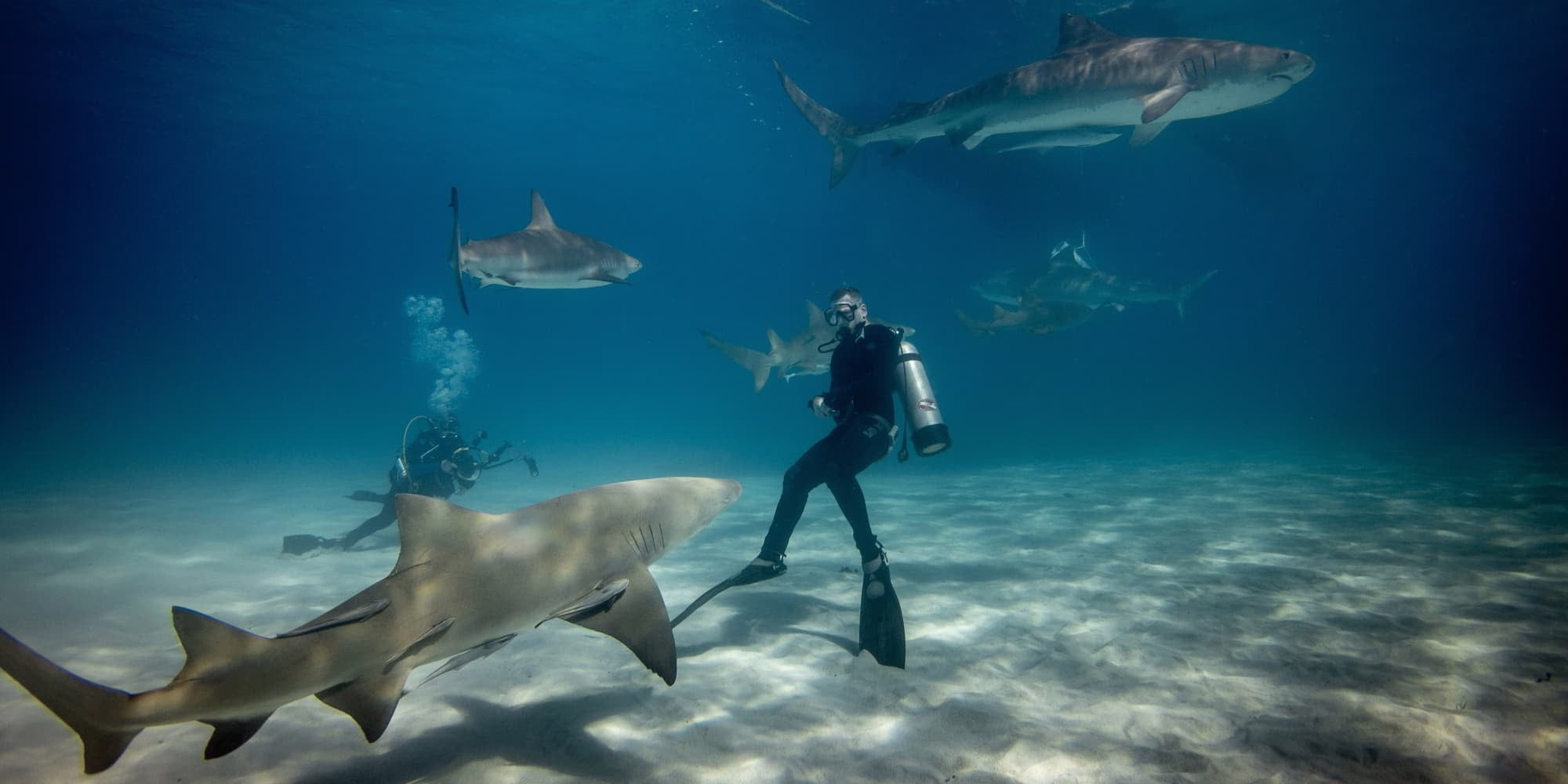 Taucher im Wasser mit mehreren Haien